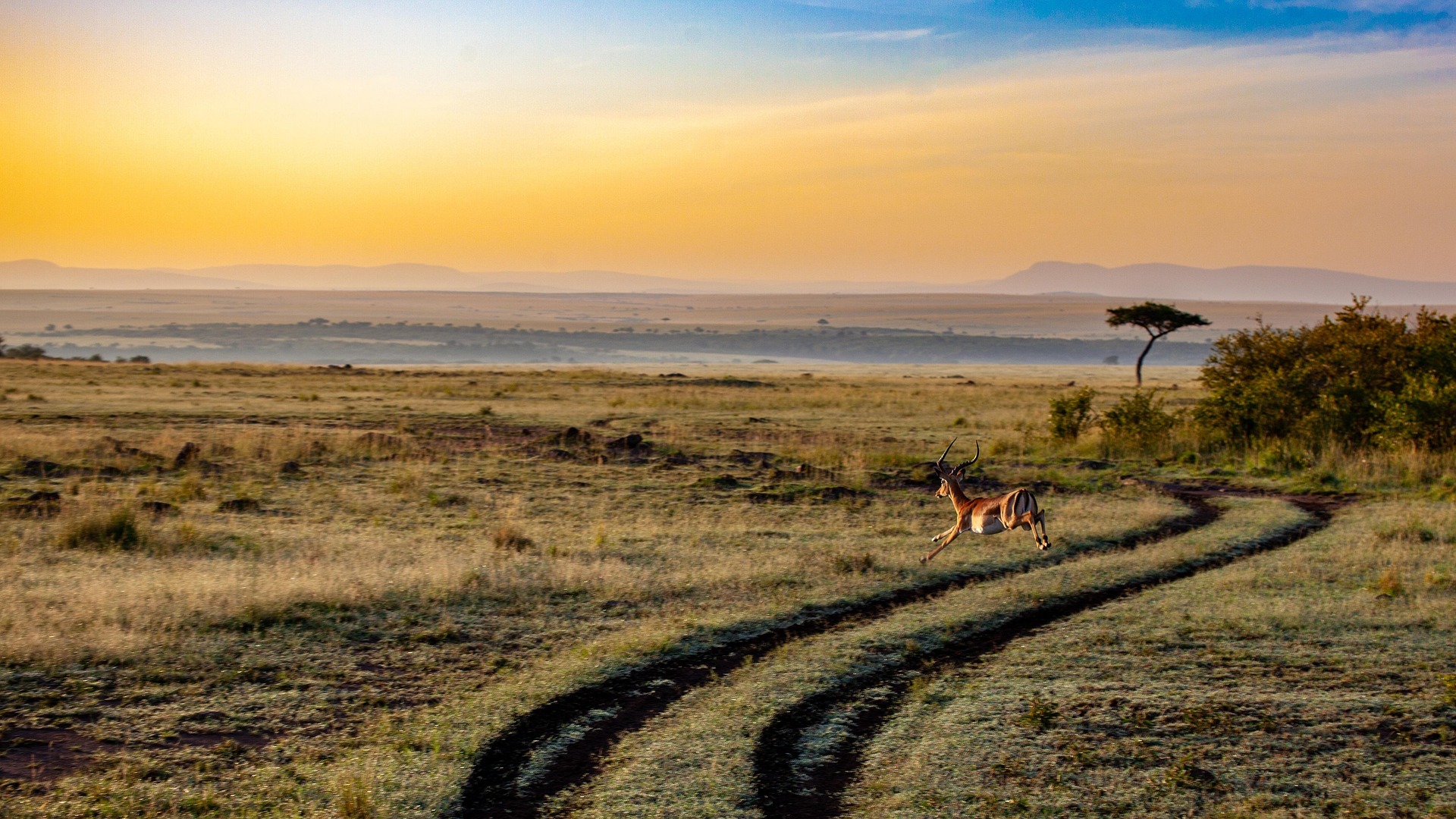 Selous Game Reserve (Nyerere National Park) Safari