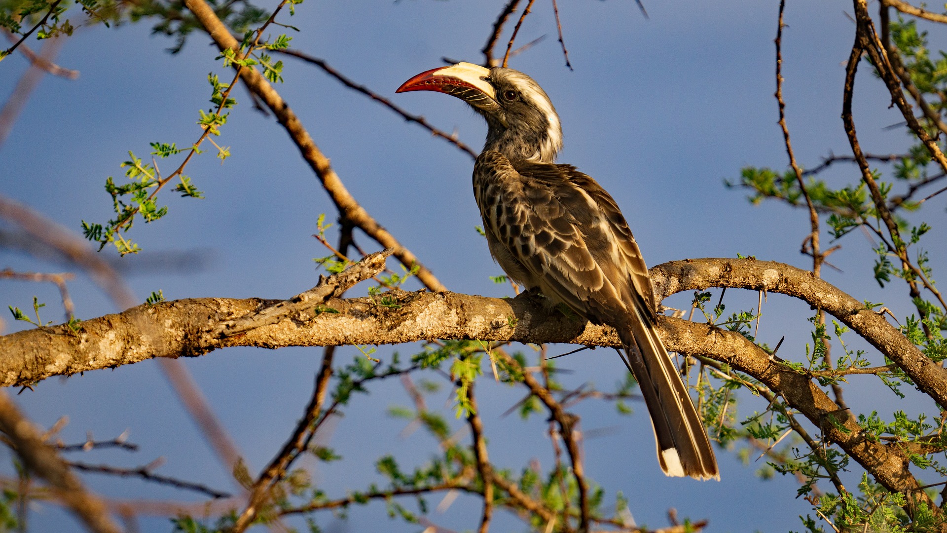 Queen Elizabeth National Park Safari