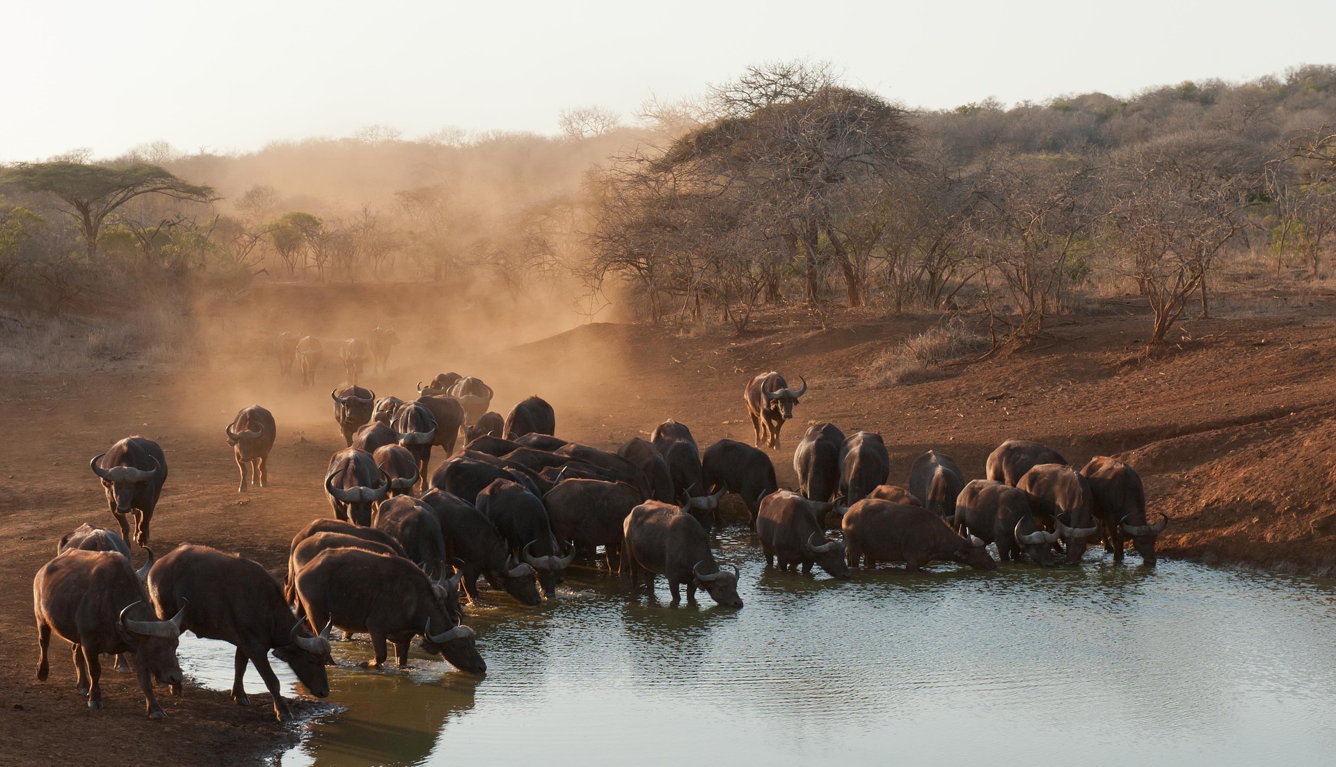 Lake Manyara National Park Safari