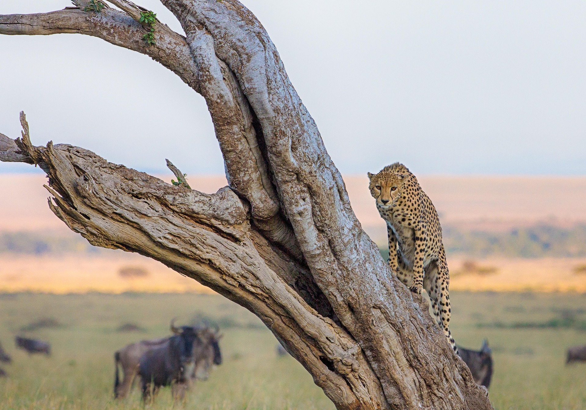 Mara Sky-Access Luxury Flying Safari (4-Day)
