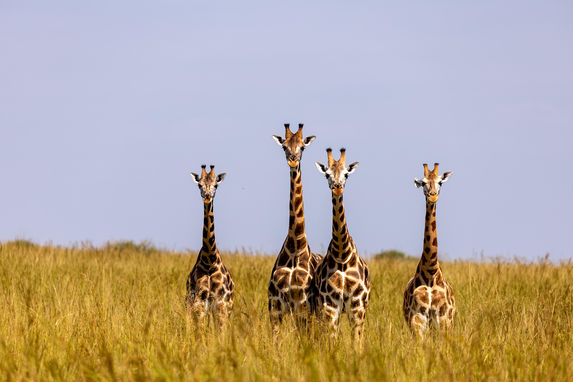 Murchison Falls National Park Safari