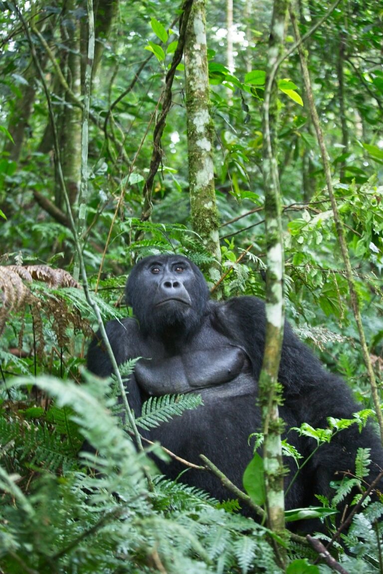 gorilla-5478736_1920