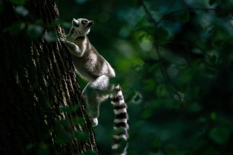 lemur-6762935_1920