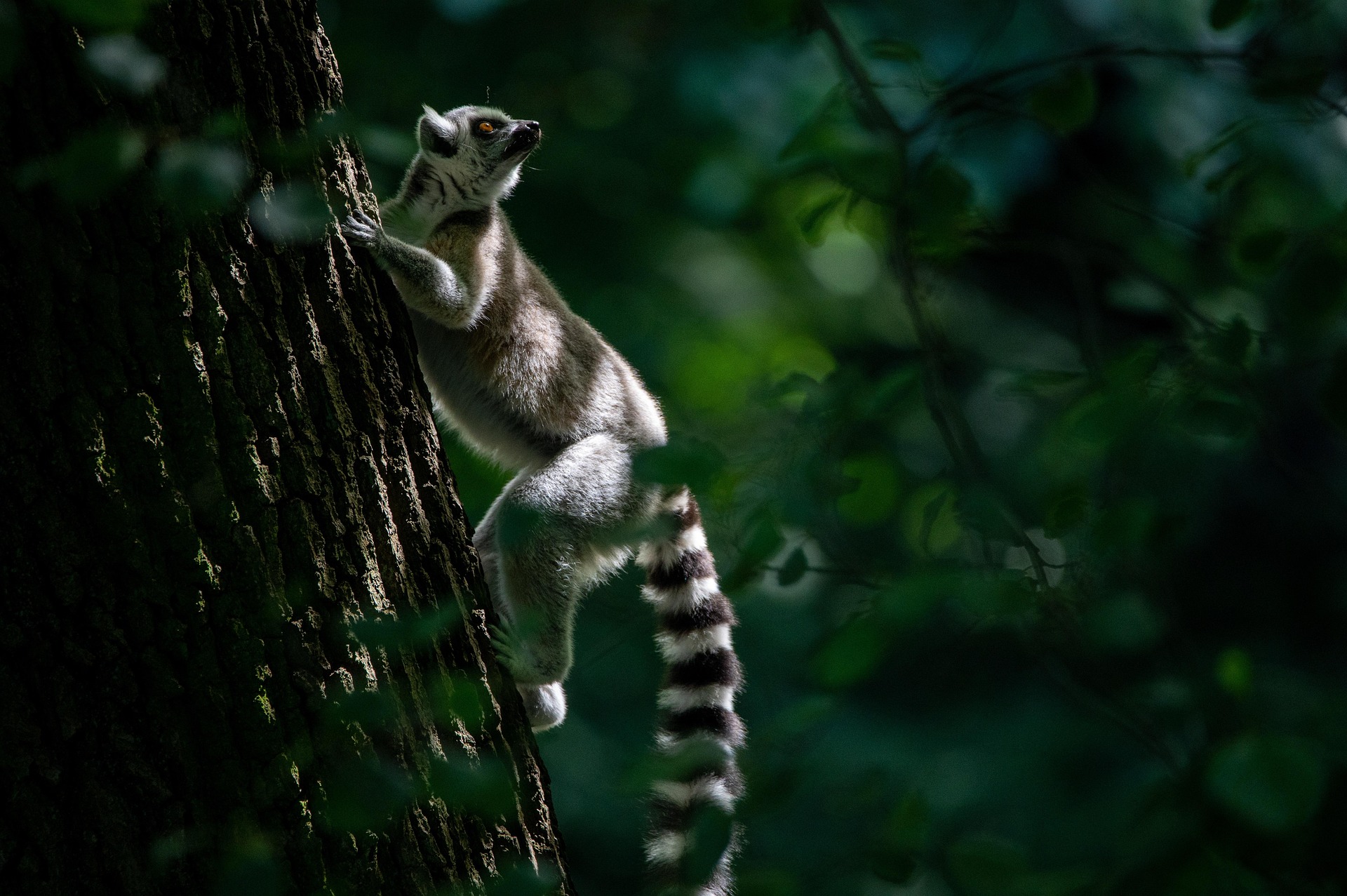 Madagascar