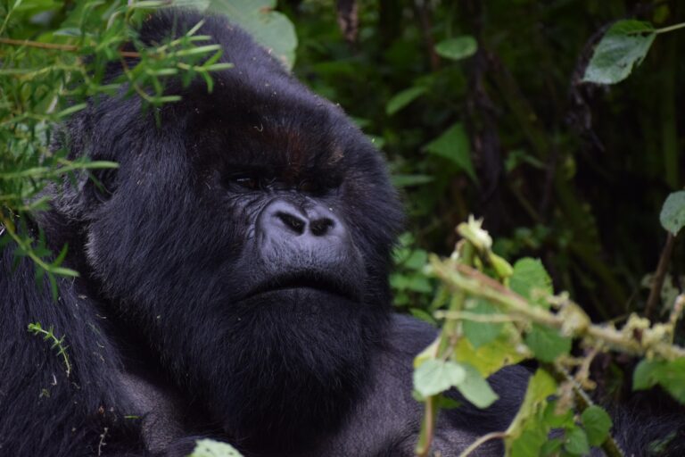silverback-3560382_1920