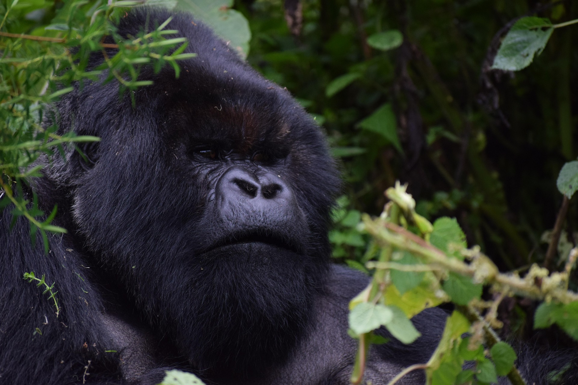 Rwanda Gorilla & Golden Monkey Trek: 3-Day Immersive Wilderness