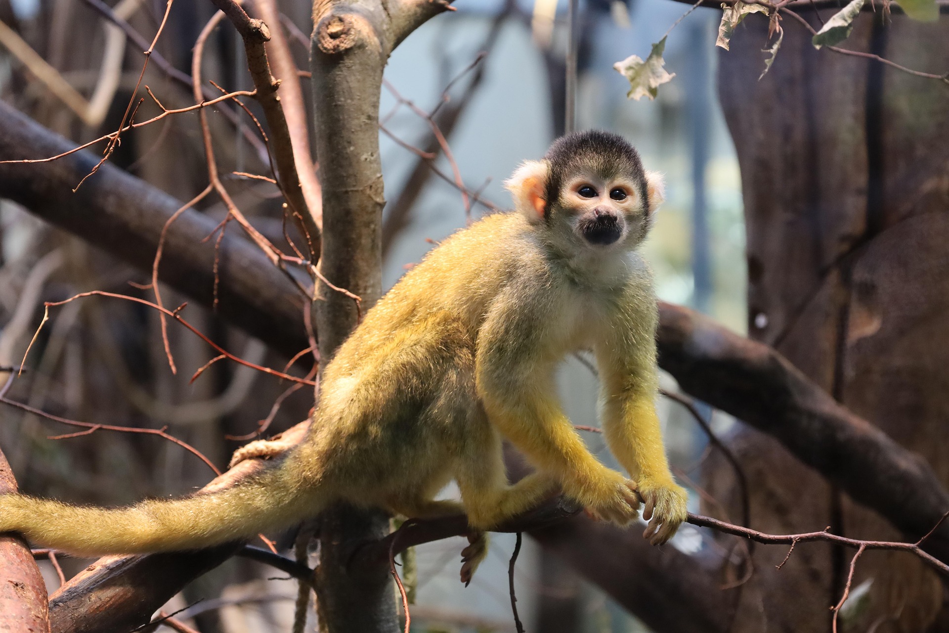 Kibale Forest – Chimpanzee Trekking